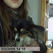 Papillon Spotty