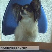Papillon Spotty