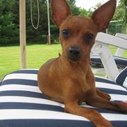 Dvaergpinscher Mollie