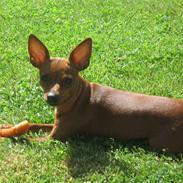 Dvaergpinscher Mollie