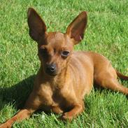 Dvaergpinscher Mollie