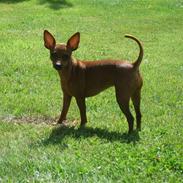 Dvaergpinscher Mollie