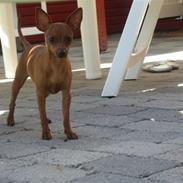 Dvaergpinscher Mollie