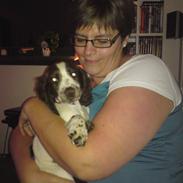 Field Trial spaniel Duchess