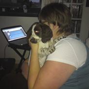Field Trial spaniel Duchess
