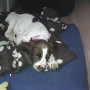 Field Trial spaniel Duchess