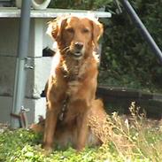 Golden retriever Emma