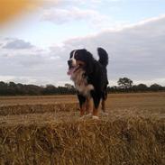 Berner sennenhund Balou