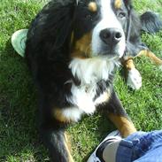 Berner sennenhund Balou