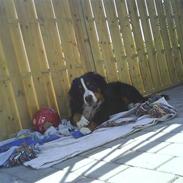 Berner sennenhund Balou