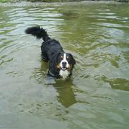 Berner sennenhund Balou