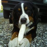 Berner sennenhund Balou