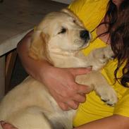 Golden retriever Gabiegolds bolsje