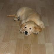 Golden retriever Gabiegolds bolsje