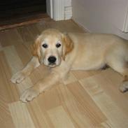 Golden retriever Gabiegolds bolsje