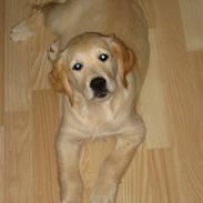 Golden retriever Gabiegolds bolsje