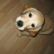 Golden retriever Gabiegolds bolsje
