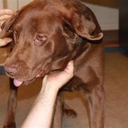 Labrador retriever Nøddelundens Sicko