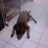 Labrador retriever Nøddelundens Sicko