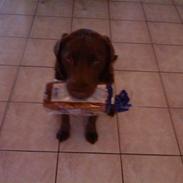 Labrador retriever Nøddelundens Sicko