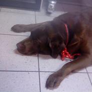 Labrador retriever Nøddelundens Sicko