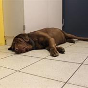 Labrador retriever Nøddelundens Sicko