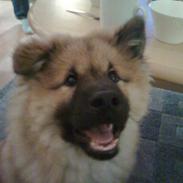 Eurasier buddie