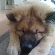Eurasier buddie