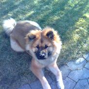 Eurasier buddie