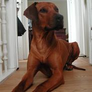 Rhodesian ridgeback Isilwane Inja Bukhali