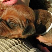 Rhodesian ridgeback Isilwane Inja Bukhali