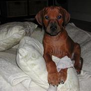 Rhodesian ridgeback Isilwane Inja Bukhali