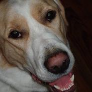 Blanding af racer Basse