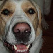 Blanding af racer Basse