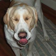 Blanding af racer Basse