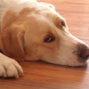 Blanding af racer Basse