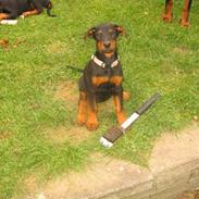 Blanding af racer Agadez's Chips