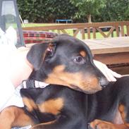 Blanding af racer Agadez's Chips