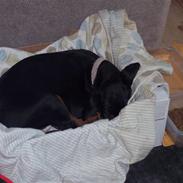 Blanding af racer Agadez's Chips