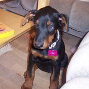 Blanding af racer Agadez's Chips