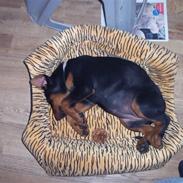 Blanding af racer Agadez's Chips