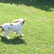 Cavalier king charles spaniel Fifi´s Prins sofus