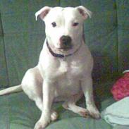 Staffordshire bull terrier ruth