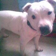 Staffordshire bull terrier ruth