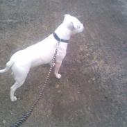 Staffordshire bull terrier ruth