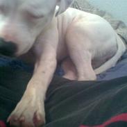 Staffordshire bull terrier ruth