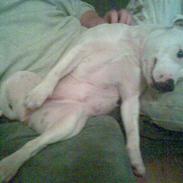 Staffordshire bull terrier ruth