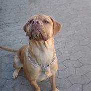 Blanding af racer Clouie