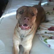 Blanding af racer Clouie