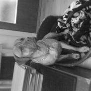 Blanding af racer Clouie